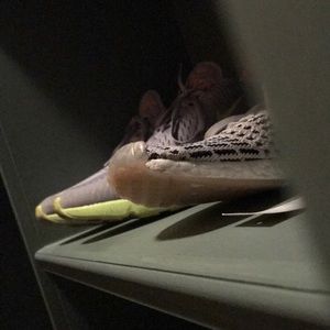 Meet your Posher, Tag